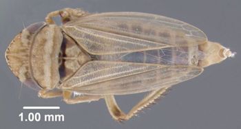 Media type: image;   Entomology 618457 Aspect: habitus dorsal view